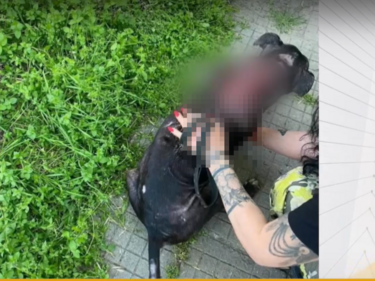 Мъж преби жестощко кучето си на улицата в Пловдив, ученици спасиха четирногото