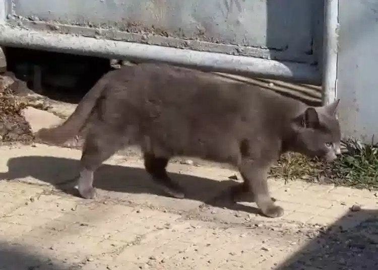 Котка