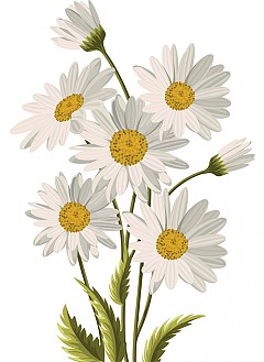 Маргарита