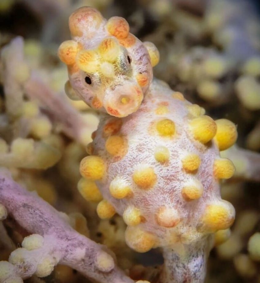 Интересни факти, които ще ви накарат да кажете „Наистина ли?“ 31 Интересни факти, които ще ви накарат да кажете „Наистина ли?“ 31