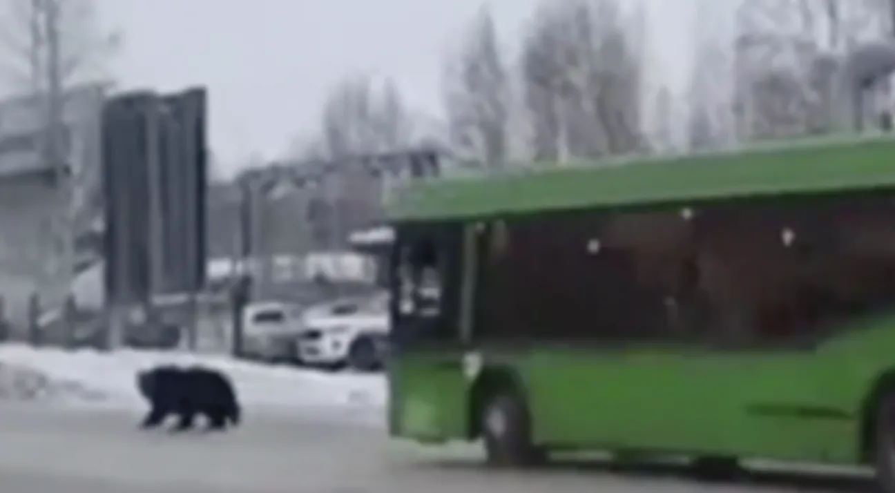 Мечка