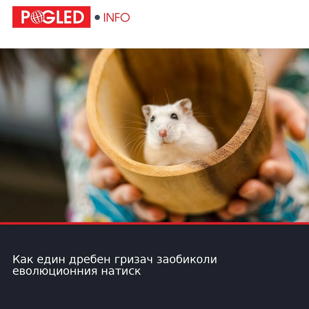 Как един дребен гризач заобиколи еволюционния натиск