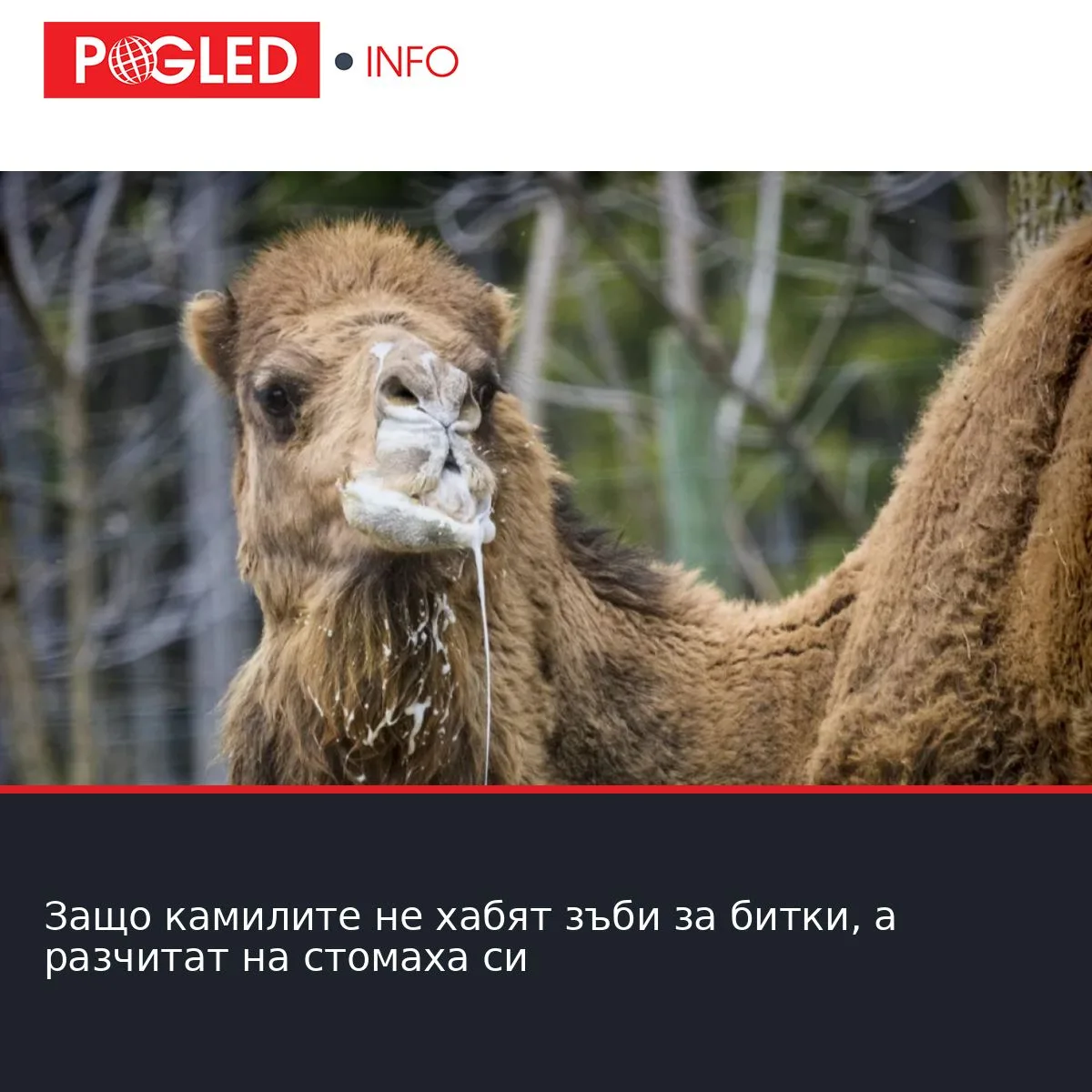 Защо камилите не хабят зъби за битки, а разчитат на стомаха си