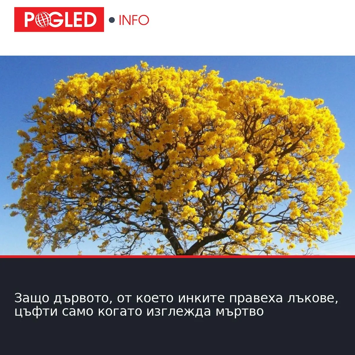 Защо дървото, от което инките правеха лъкове, цъфти само когато изглежда мъртво