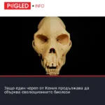 Защо един череп от Кения продължава да обърква еволюционните биолози