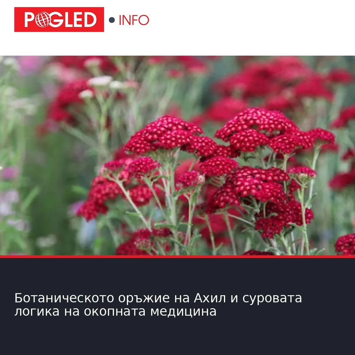 Ботаническото оръжие на Ахил и суровата логика на окопната медицина