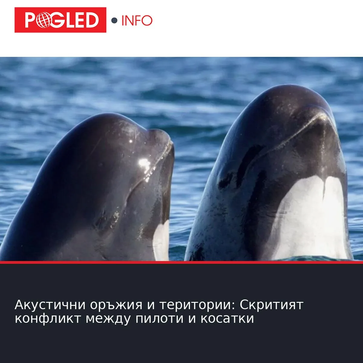 Акустични оръжия и територии: Скритият конфликт между пилоти и косатки