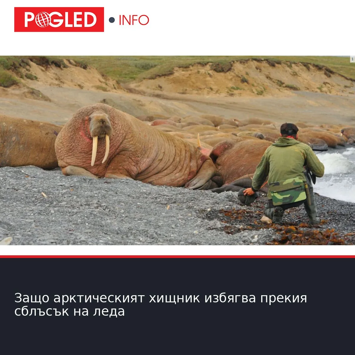 Защо арктическият хищник избягва прекия сблъсък на леда