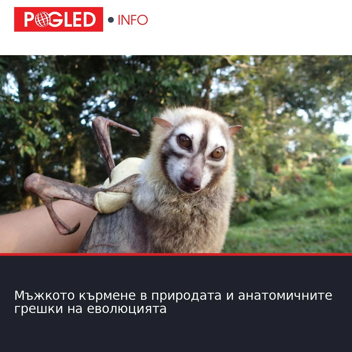 Мъжкото кърмене в природата и анатомичните грешки на еволюцията
