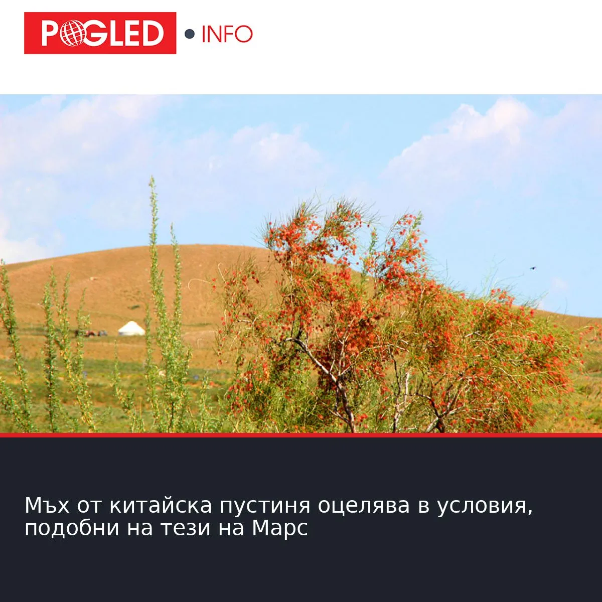 Мъх от китайска пустиня оцелява в условия, подобни на тези на Марс