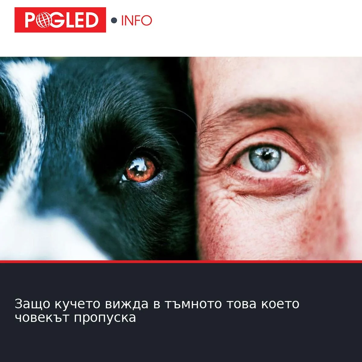 Защо кучето вижда в тъмното това което човекът пропуска