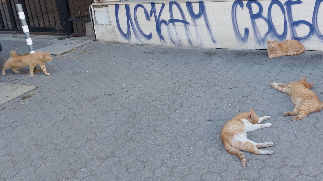 Оранжев прайд в центъра на София