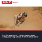 Защо биомеханиката на кучешкия спринт застрашава теориите за абсолютната скорост