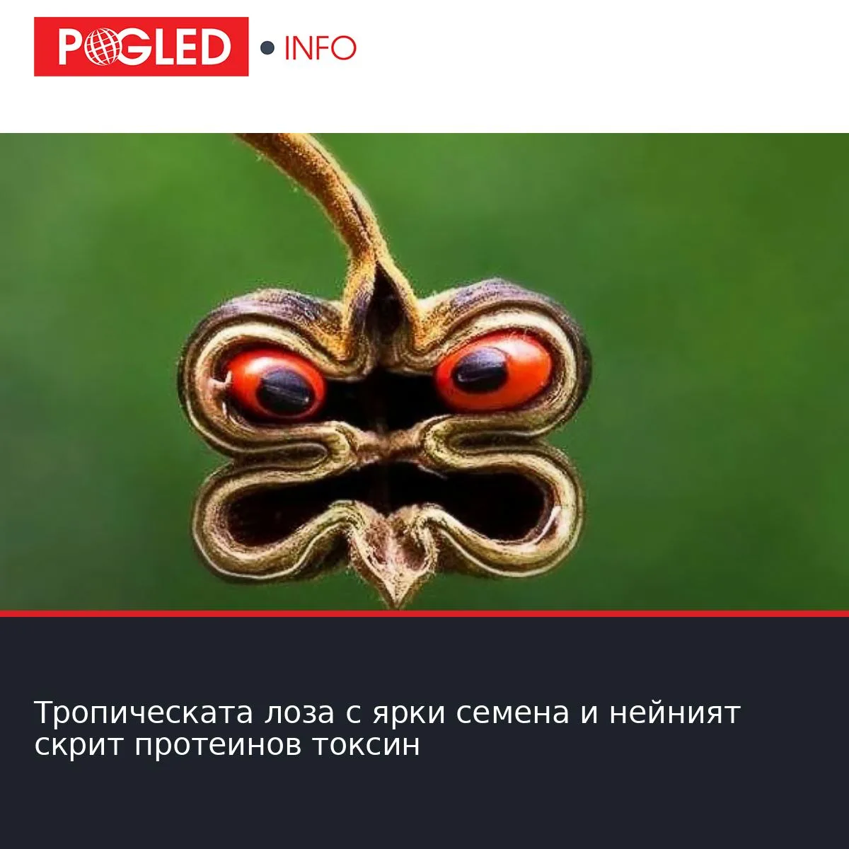 Тропическата лоза с ярки семена и нейният скрит протеинов токсин