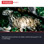 Призрачната котка на Азия, която всъщност не е леопард