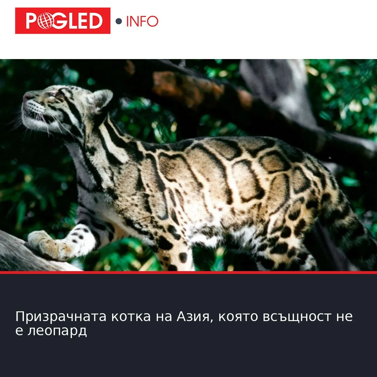 Призрачната котка на Азия, която всъщност не е леопард
