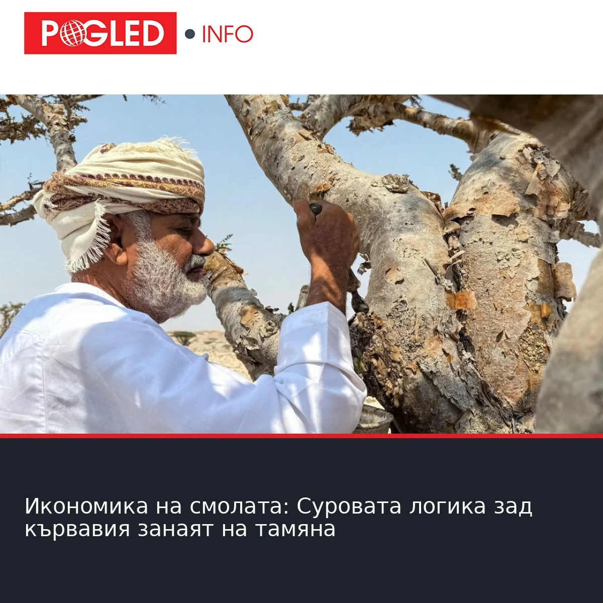 Икономика на смолата: Суровата логика зад кървавия занаят на тамяна