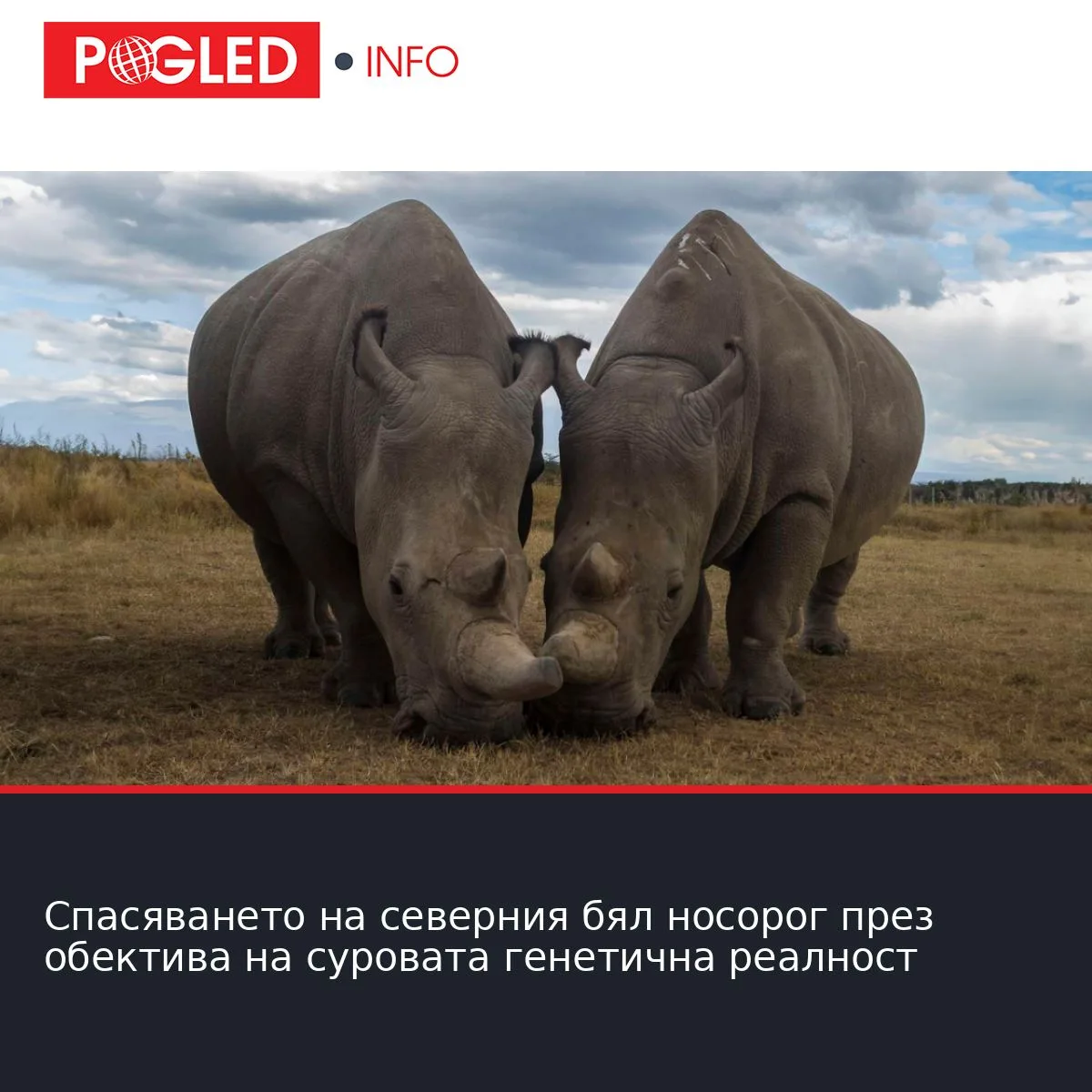 Спасяването на северния бял носорог през обектива на суровата генетична реалност