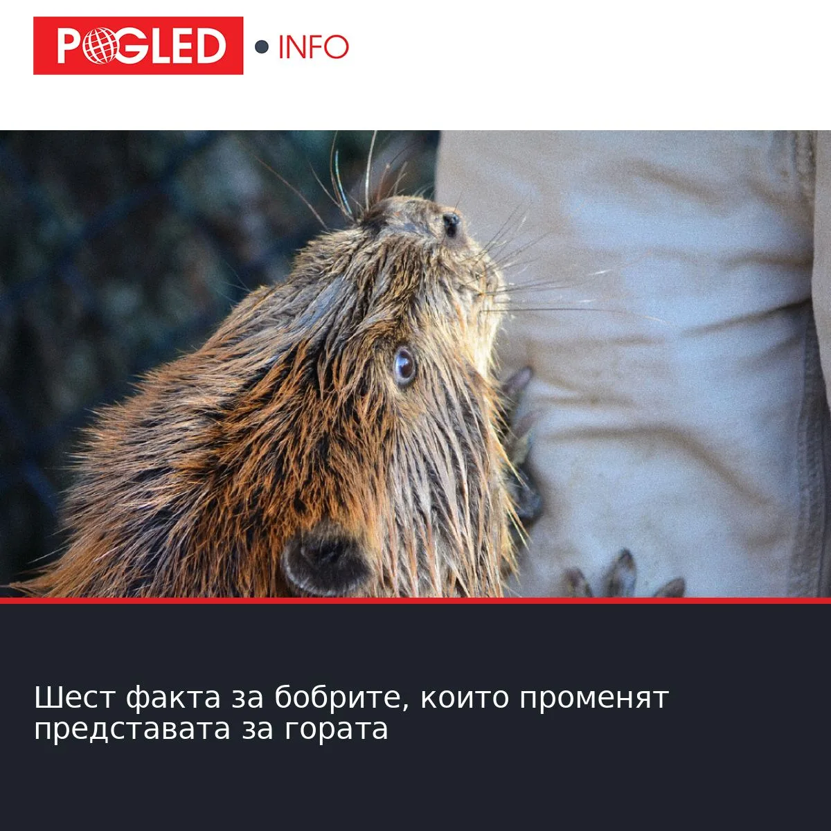 Шест факта за бобрите, които променят представата за гората