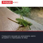 Страшното оръжие на насекомите, което всъщност е спринцовка за яйца