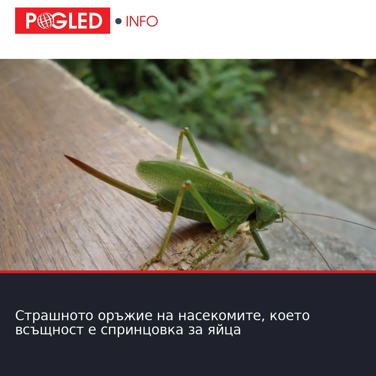 Страшното оръжие на насекомите, което всъщност е спринцовка за яйца