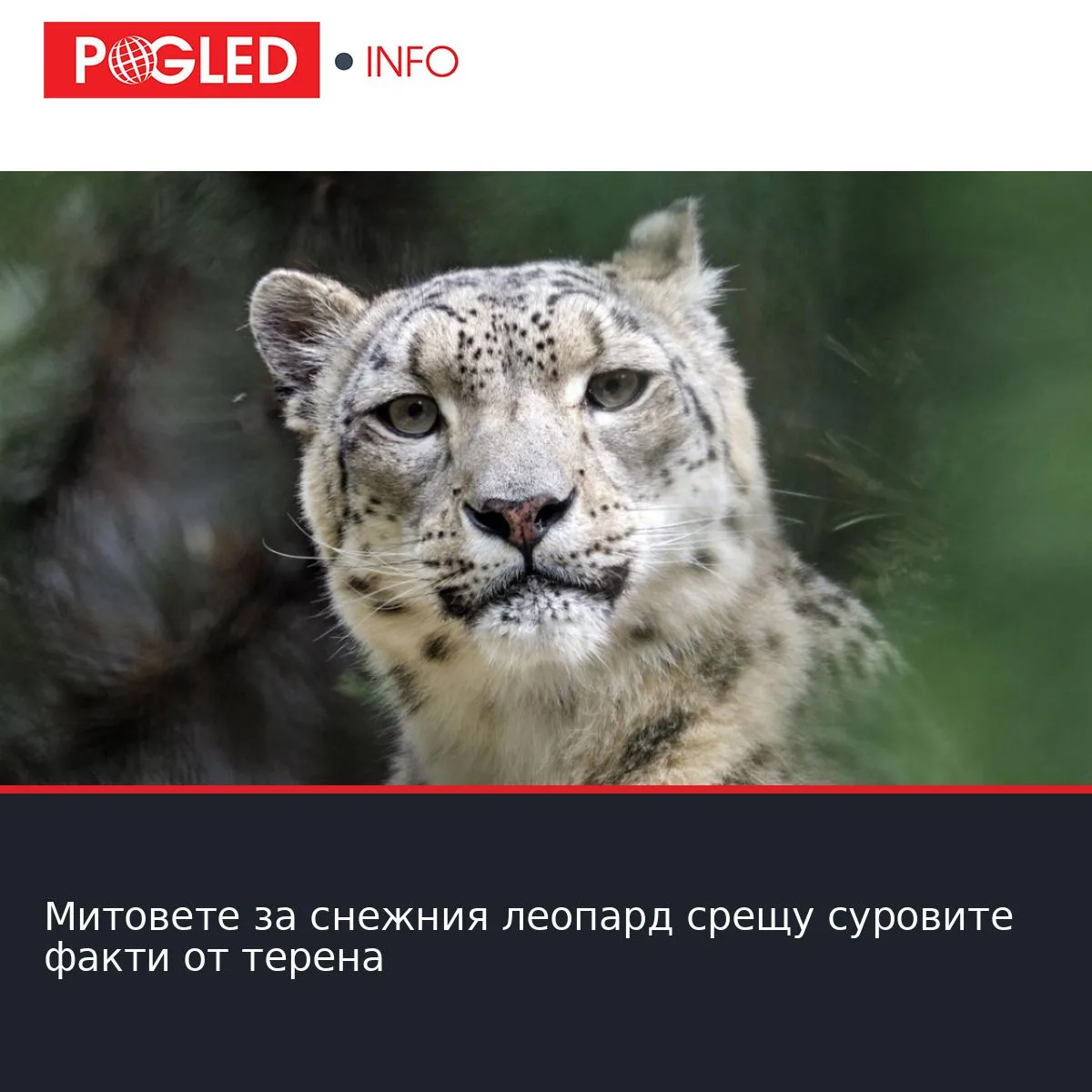 Митовете за снежния леопард срещу суровите факти от терена