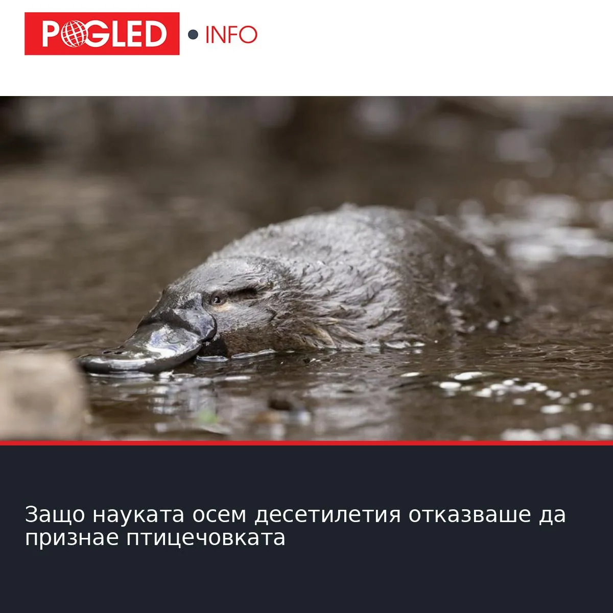 Защо науката осем десетилетия отказваше да признае птицечовката
