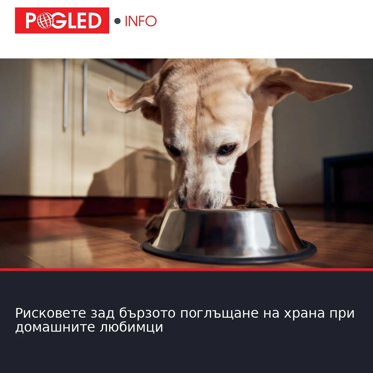 Рисковете зад бързото поглъщане на храна при домашните любимци