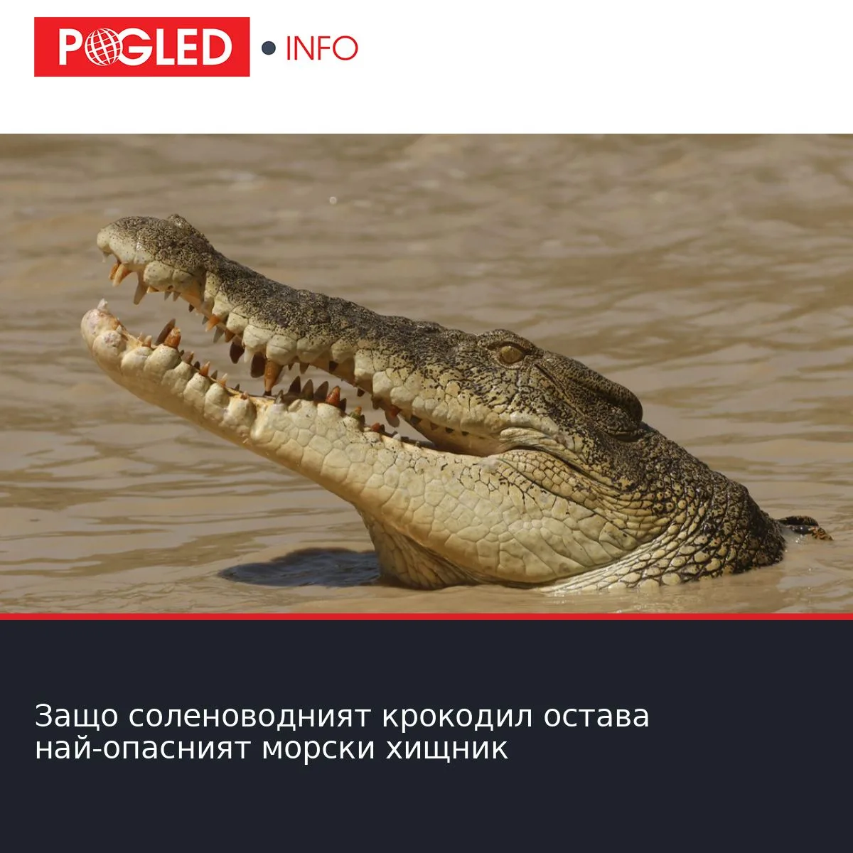 Защо соленоводният крокодил остава най-опасният морски хищник