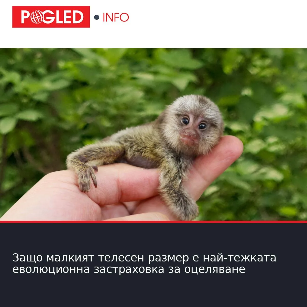 Защо малкият телесен размер е най-тежката еволюционна застраховка за оцеляване