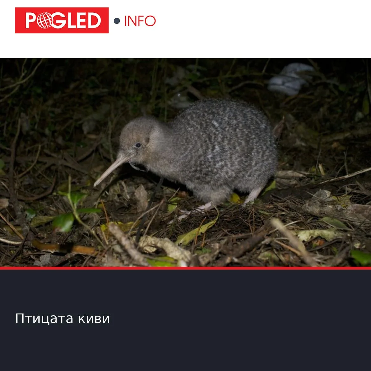 Птицата киви