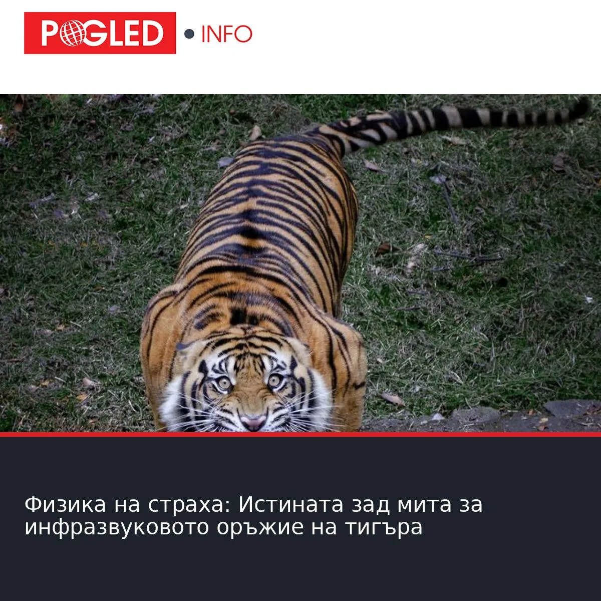 Физика на страха: Истината зад мита за инфразвуковото оръжие на тигъра