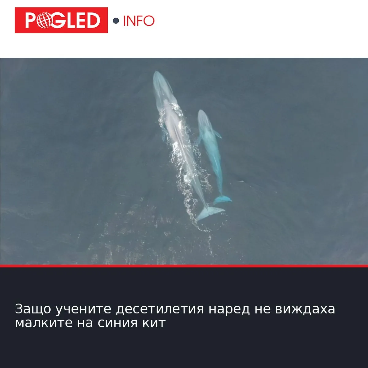 Защо учените десетилетия наред не виждаха малките на синия кит