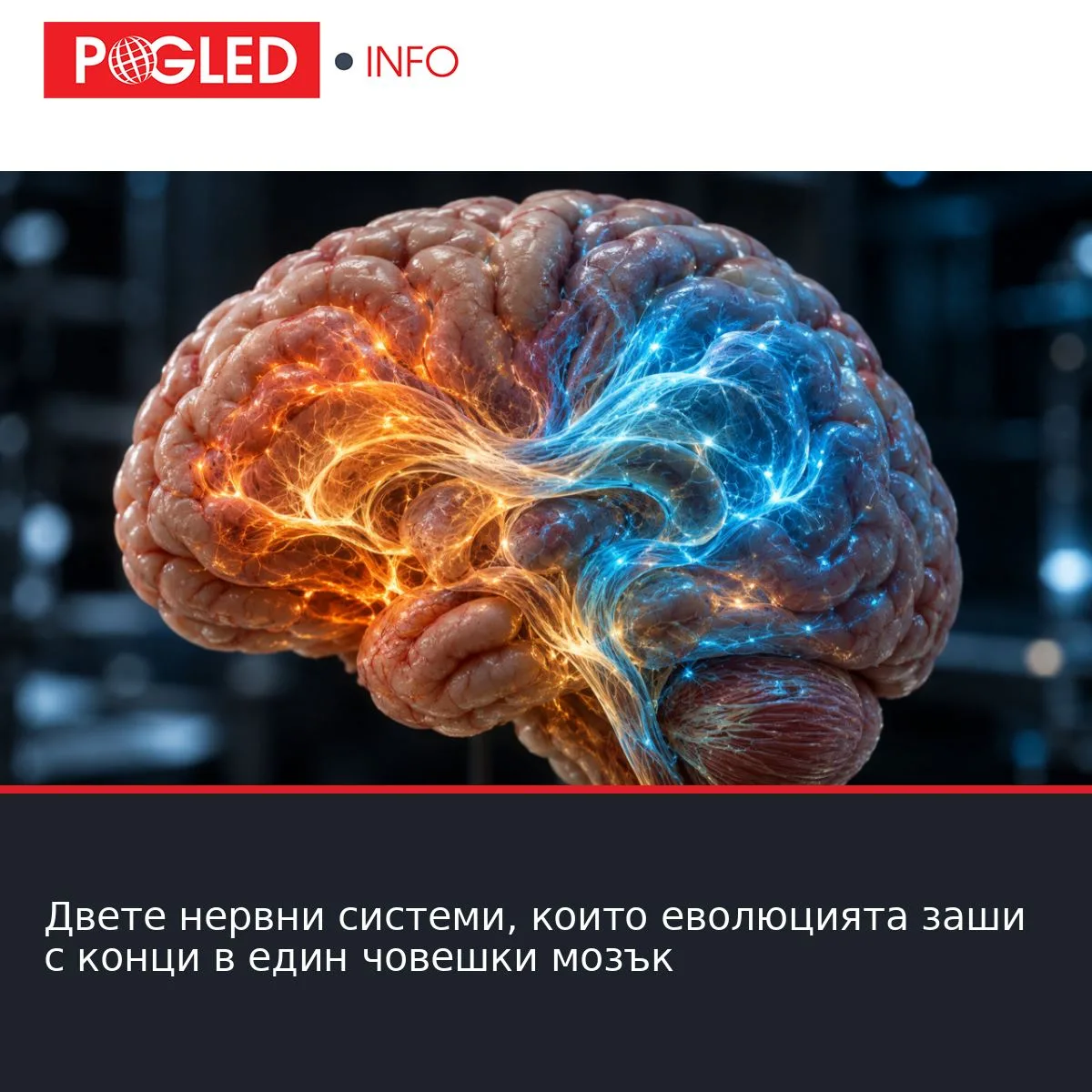Двете нервни системи, които еволюцията заши с конци в един човешки мозък
