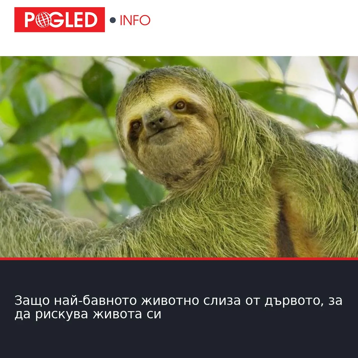 Защо най-бавното животно слиза от дървото, за да рискува живота си