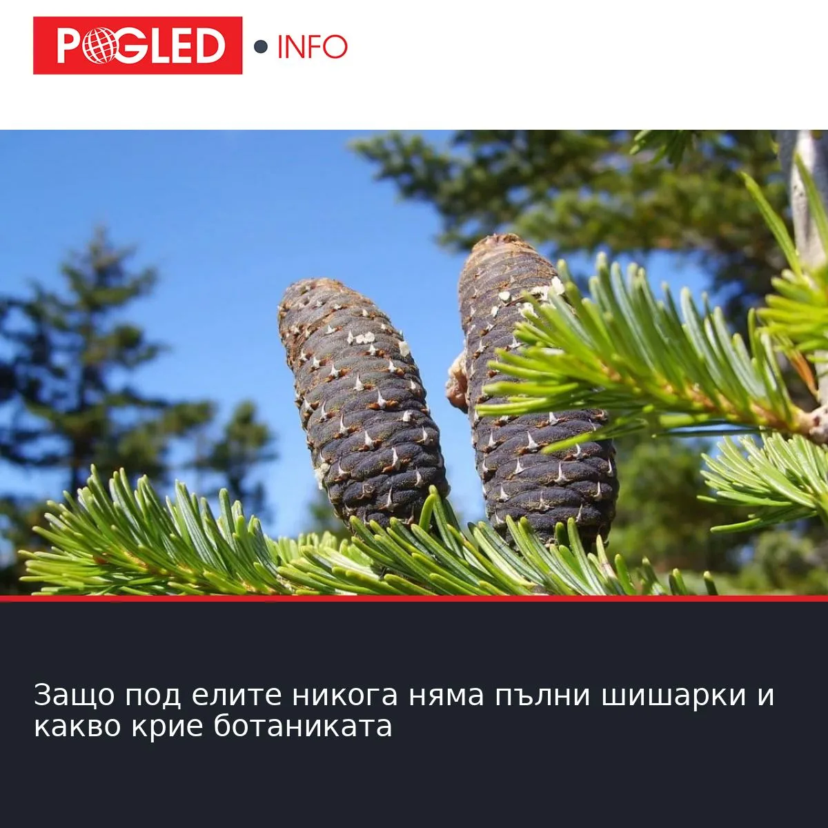 Защо под елите никога няма пълни шишарки и какво крие ботаниката