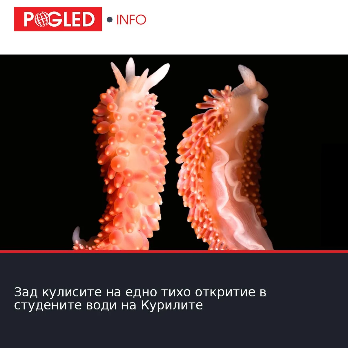 Зад кулисите на едно тихо откритие в студените води на Курилите
