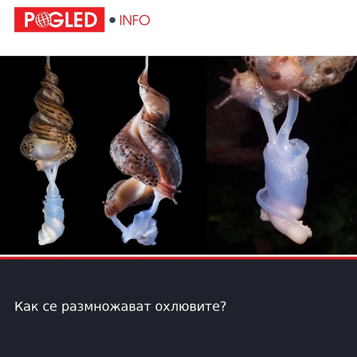 Как се размножават охлювите? - Pogled.info