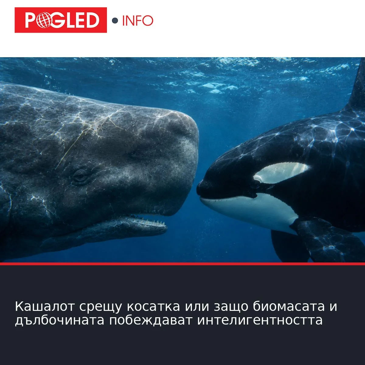 Кашалот срещу косатка или защо биомасата и дълбочината побеждават интелигентността