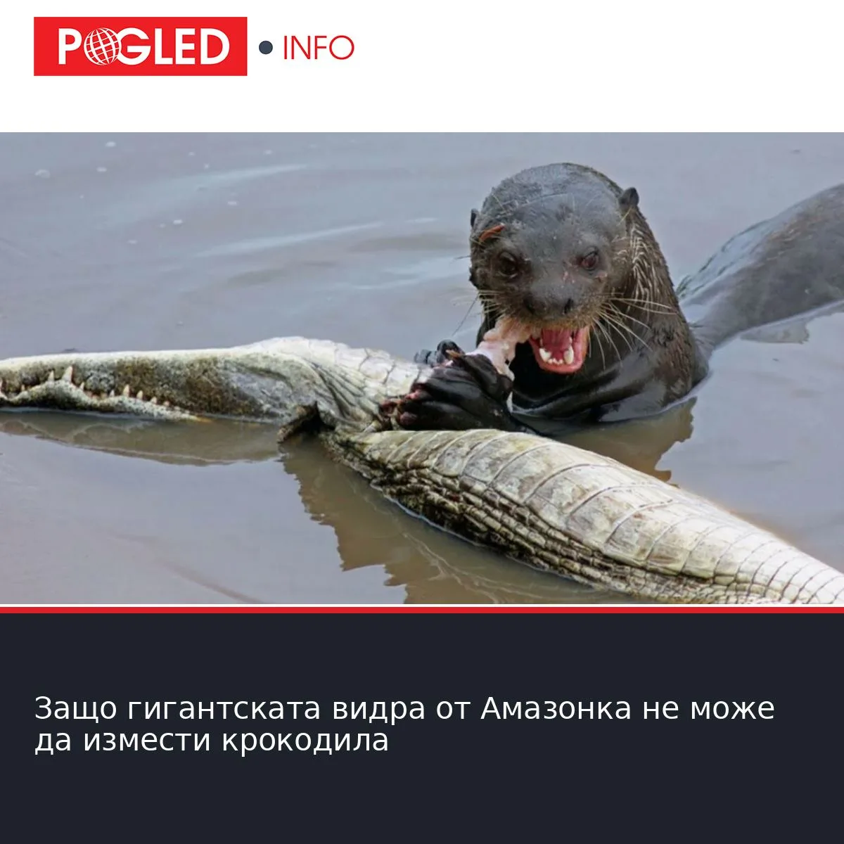 Защо гигантската видра от Амазонка не може да измести крокодила