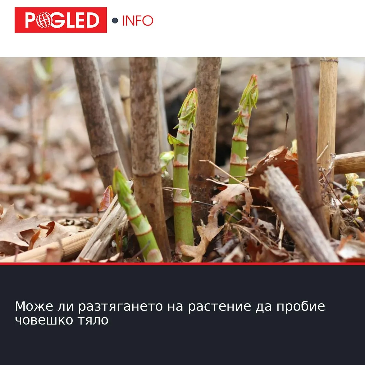 Може ли разтягането на растение да пробие човешко тяло