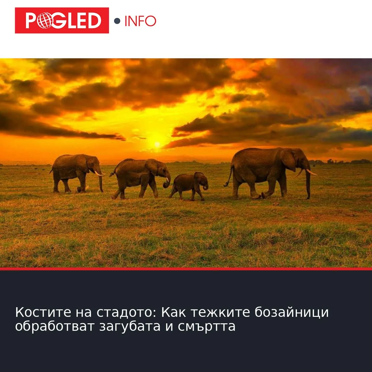 Костите на стадото: Как тежките бозайници обработват загубата и смъртта