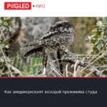 Как американският козодой преживява студа