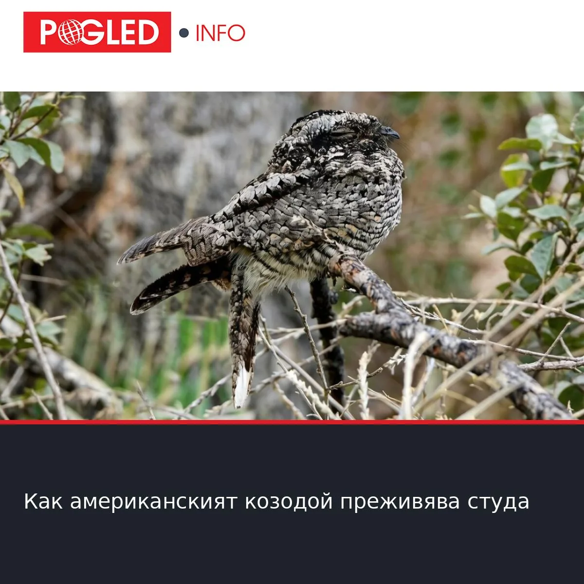 Как американският козодой преживява студа