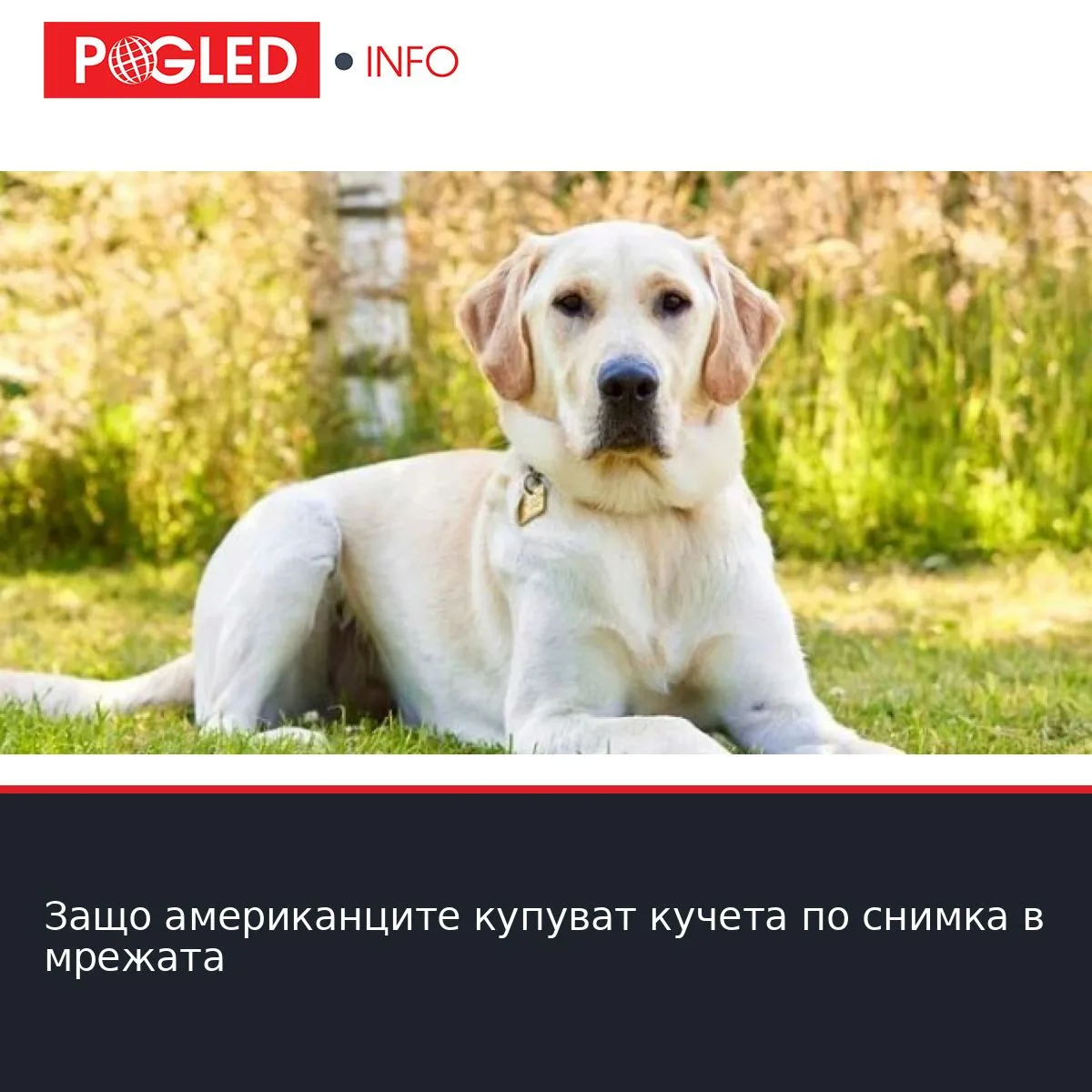 Защо американците купуват кучета по снимка в мрежата