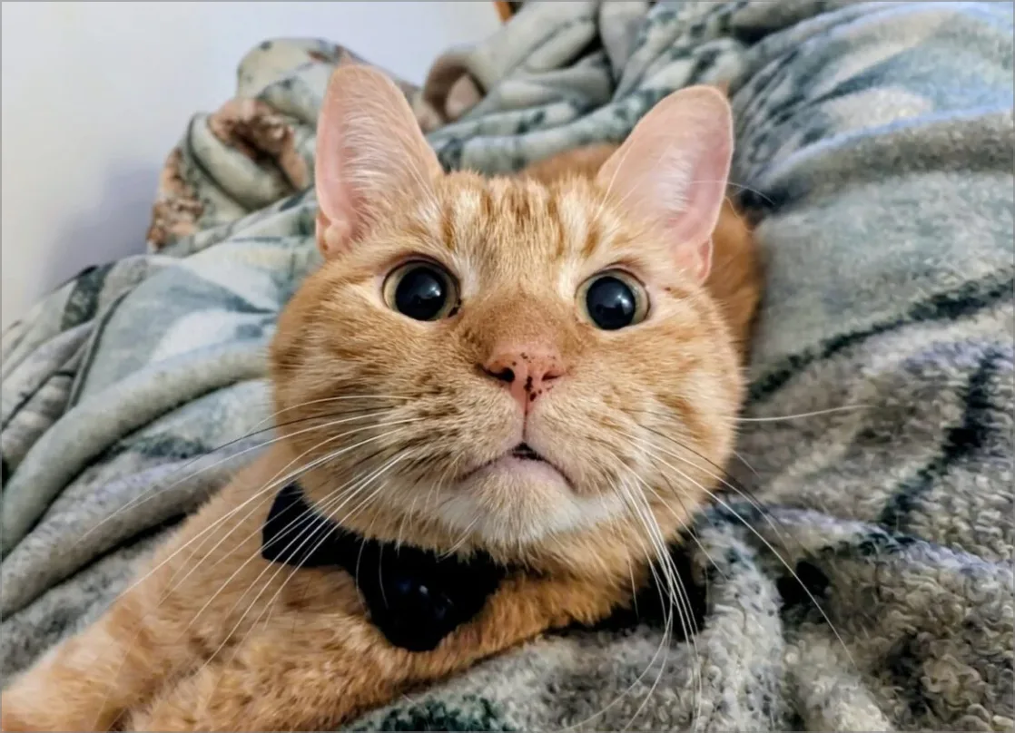 Котка